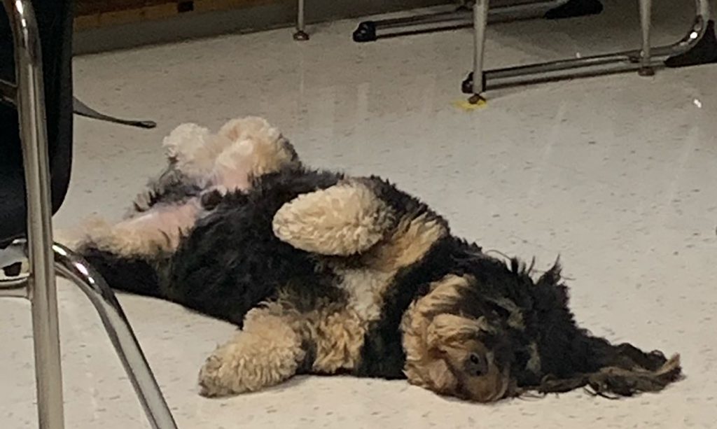 Brown and black dog lying on his back on a classroom floor.