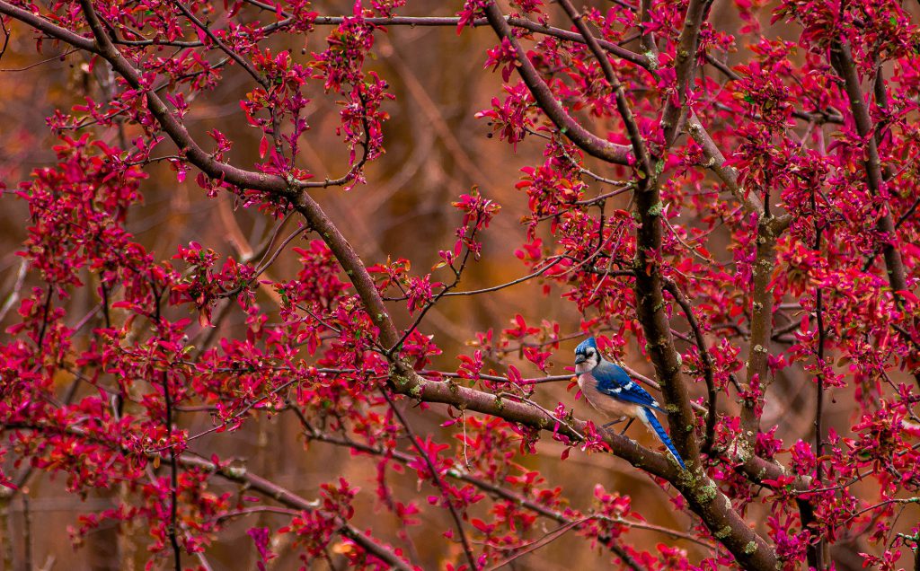 A Blue Jay perched on a tree branch surrounded by bright pink flowers.