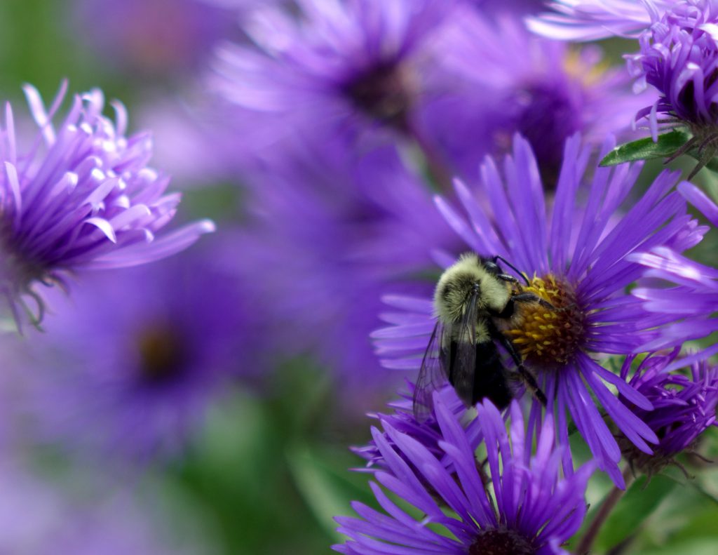 Freshman Charles Ness won a Gold Key Award for photograph, "Purple Pollinator."