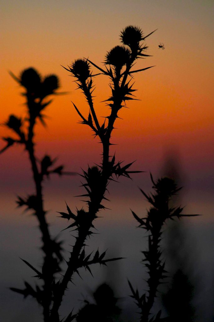 Senior Katie Stevens won a Gold Key Award for photograph, "Crown of Thorns."