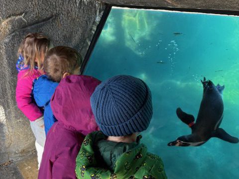 UPK children peer into a an aquarium that holds a penguin.
