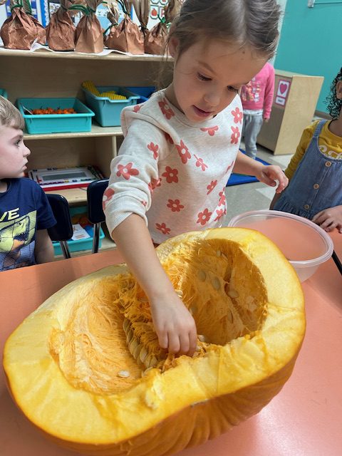 young student taking seeds out of pumpkin