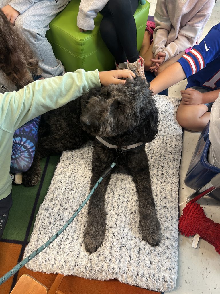 Otto the therapy dog lays on the ground as he is pet by several student's hands.